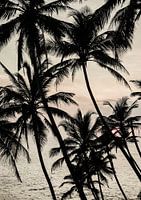 Crépuscule tropical
