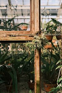 Nahaufnahme eines Fensters mit Pflanzen im botanischen Gewächshaus