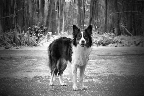 Border Collie auf gefrorenem See mit verschneiter Landschaft