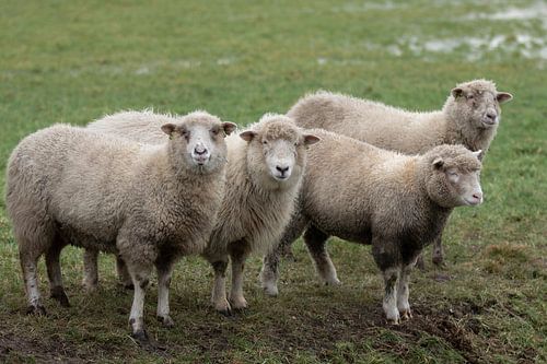 Nieuwsgierige schapen in drenthe