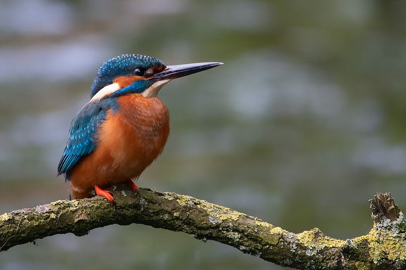 Eisvogel auf Ast von Petra Vastenburg