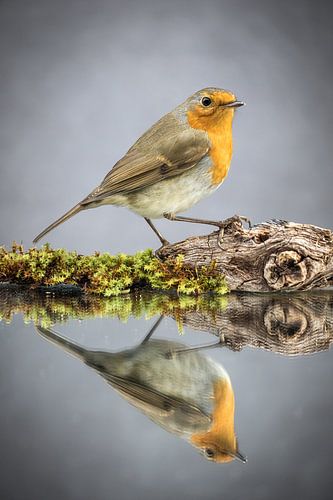 Vogel - Roodkeelreflectie