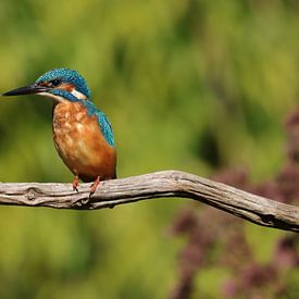 Kingfisher by Rodney Pauwels
