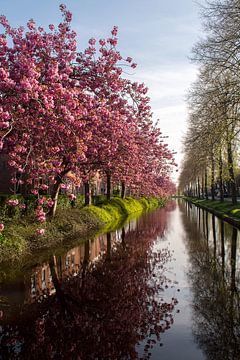 Belle fleur de cerisier sur Esther Wagensveld