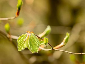 Lente in het bos