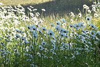 Daisies in bloom in the garden