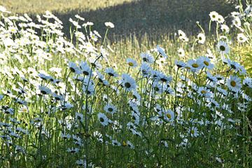 Daisies in bloom in the garden by Claude Laprise