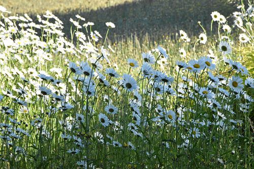 Madeliefjes in bloei in de tuin
