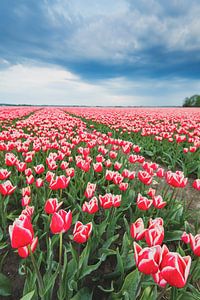 Des tulipes rouges et roses en fleurs dans un champ lors d'une journée de printemps orageuse sur Sjoerd van der Wal Photographie