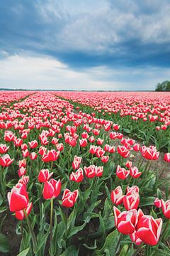 Bloeiende rode en roze tulpen in een veld tijdens een stormachtige lentedag van Sjoerd van der Wal