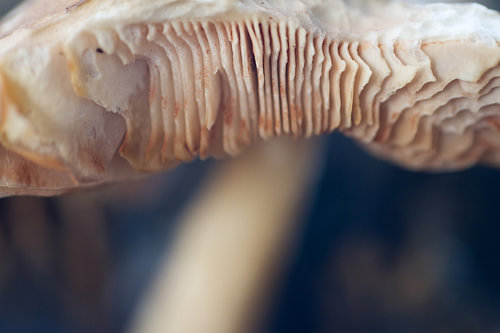 Close up Paddenstoel