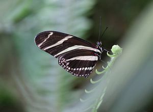 Zebrafalter