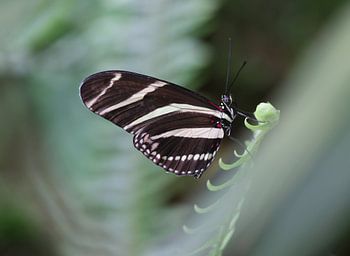 Zebrafalter
