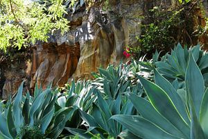Cactussen op Madeira