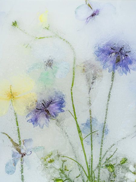 Frozen flowers - Romance by Mariska Vereijken