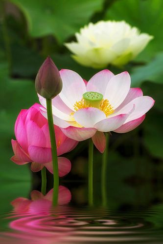 L O T U S - T R I L O G I E