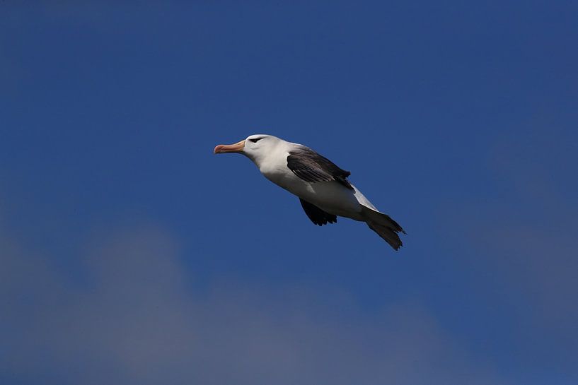 Black-browed Albatross ( Thalassarche melanophris ) or Mollymawk Helgoland Island Germany by Frank Fichtmüller