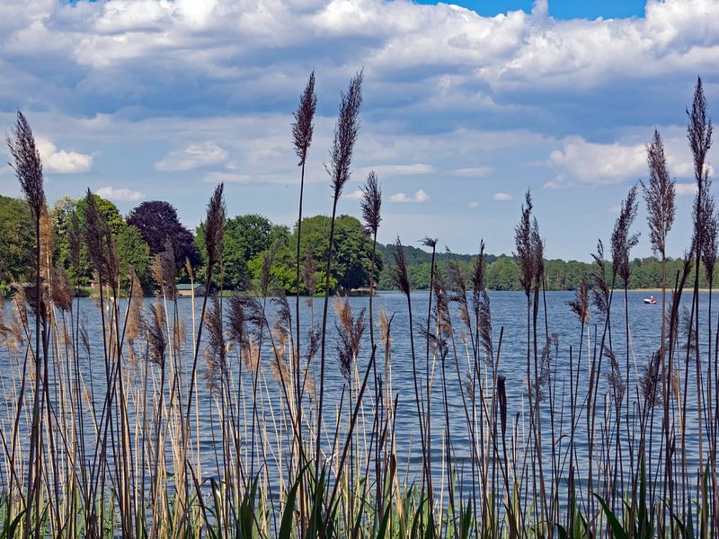 Reeds at the Feldberger Haussee by Katrin May