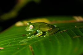 glass frog by Merijn Loch