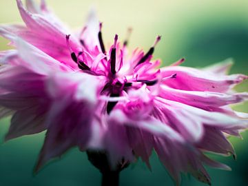 Pink Cornflower Close-up Macro Photography by Art By Dominic