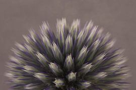 Eine halbe Kugeldistel von Marjolijn van den Berg