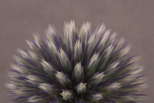 Een halve kogeldistel