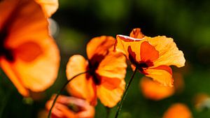 Sonnenschein