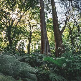 Des rayons de soleil dans la forêt verte sur Niels Eric Fotografie