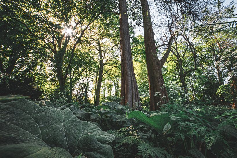 Sunbeams in the green forest by Niels Eric Fotografie