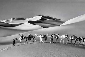 Niger. Sahara-Wüste. Kamelkarawane.