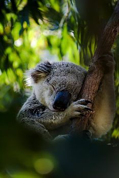 Schlafender Koala