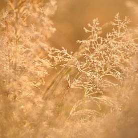 Ochtendstond heeft goud in de mond von Saskia van den Berg Fotografie