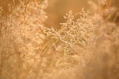 Ochtendstond heeft goud in de mond van Saskia van den Berg Fotografie