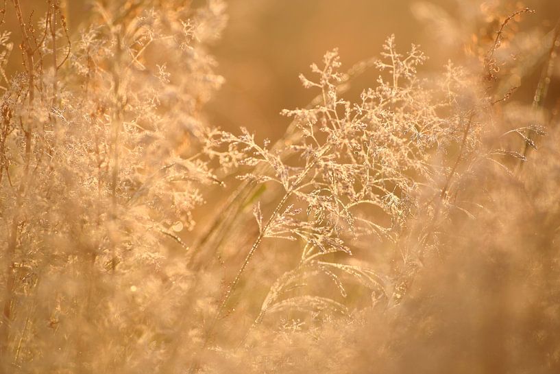 Ochtendstond heeft goud in de mond by Saskia van den Berg Fotografie