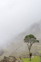 A lonely tree