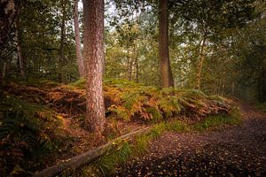 Splendeur automnale enchanteresse dans les bois et les marais d'Oisterwijk par un matin brumeux