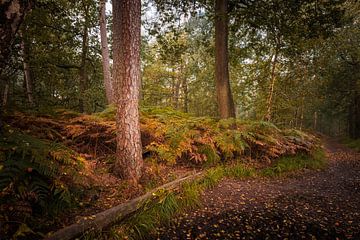 Bezaubernde Herbstpracht in den Wäldern und Niedermooren von Oisterwijk an einem nebligen Morgen von Zwoele Plaatjes