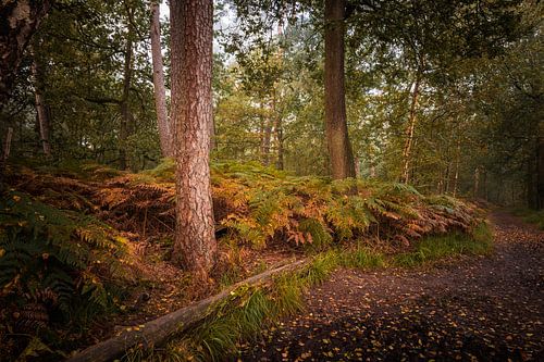 Betoverende Herfstpracht in de Oisterwijkse Bossen en Vennen op een Mistige Ochtend