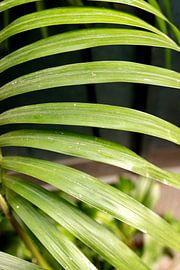 Green fern at a green door | photo taken in Porto by Karijn | Fine art Natuur en Reis Fotografie