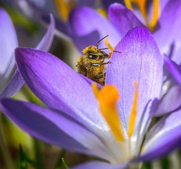 Abeille sur une fleur de crocus violet sur ManfredFotos