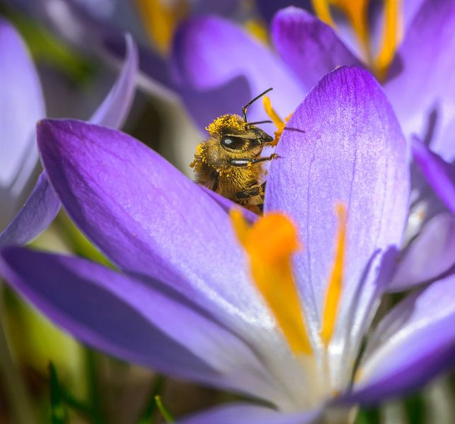 Abeille sur une fleur de crocus violet par ManfredFotos