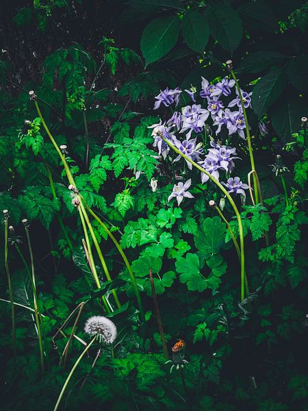 spring colours by snippefotografie