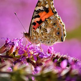 Vlinder & Lavendel van Simdwlf