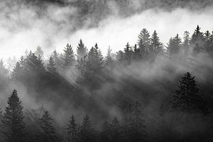 Licht- und Wolkenspiel in den Bäumen