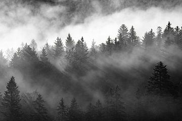 Spel van licht en wolken in de bomen van Andreas Müller