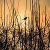Un oiseau au coucher du soleil par une belle et froide journée d'hiver sur Jonas Röjestål