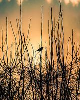A bird in the sunset on a cold beautiful winter day
