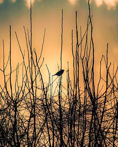 Un oiseau au coucher du soleil par une belle et froide journée d'hiver