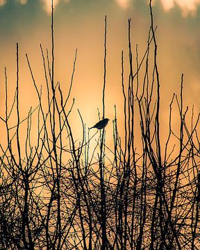 Een vogel in de zonsondergang op een koude mooie winterdag van Jonas Röjestål