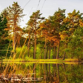 Printemps dans la réserve naturelle d'Herperduin. sur Ron van der Stappen